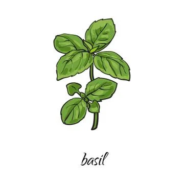 Vector flat cartoon sketch hand drawn basil leaves Illustrazione stock