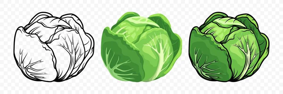 Vector Flat Cartoon Style Cabbage Set. Detailed Cabbage Head Vector Illustration Illustrazione stock