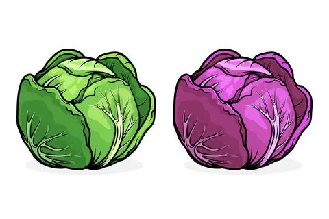 Vector Flat Cartoon Style Colorful Cabbage Set. Detailed Green and Purple Stock Illustration