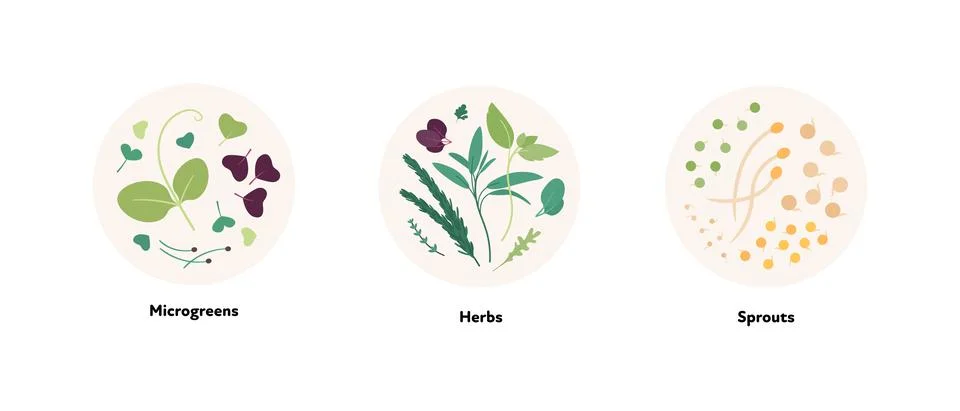 Vector flat design of microgreen leaf, herb, and sprouts Illustrazione stock