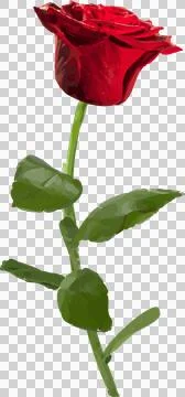 Vector flat design is showing layered red rose bloom with glossy green stem on Stock Illustration