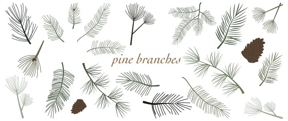 Vector flat illustration. Green pine branches and cones. Evergreen tree, fi.. Stock Illustration