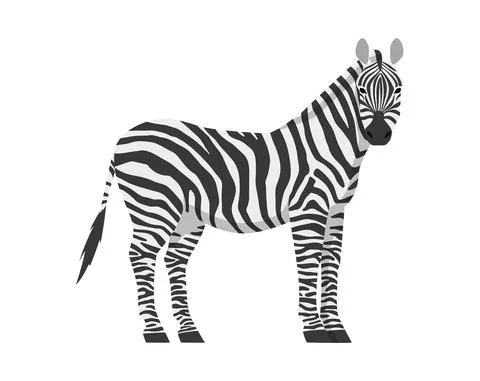 Vector flat illustration of zebra side view isolated on white background. Wild Stock Illustration