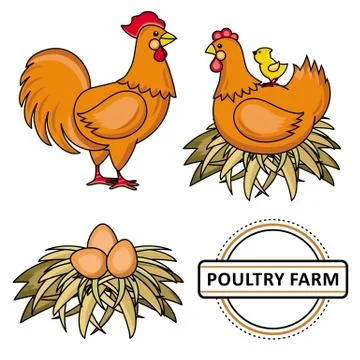 Vector flat poutry, farm chicken set 스톡 일러스트