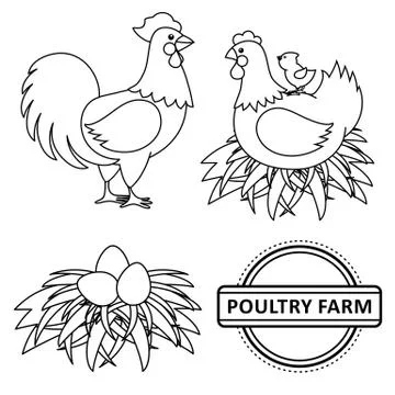 Vector flat poutry, farm chicken set Stock Illustration