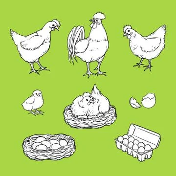 Vector flat poutry, farm chicken monochrome set イラスト素材