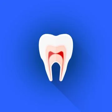 Vector flat structure of tooth illustration icon. Stock Illustration