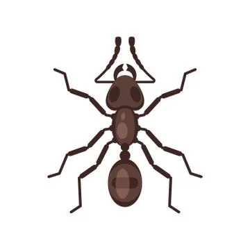 Vector flat style illustration of ant. Stock Illustration