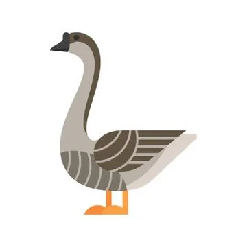 Vector flat style illustration of goose. Stock Illustration
