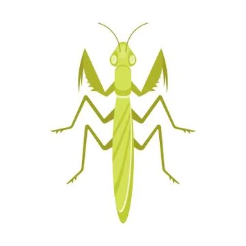 Vector flat style illustration of mantis Stock Illustration