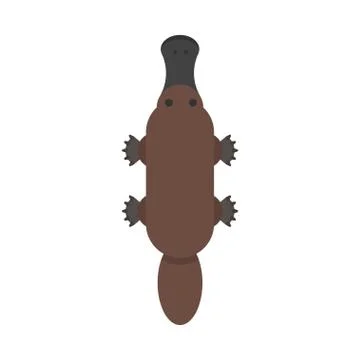 Vector flat style illustration of platypus. Stock Illustration