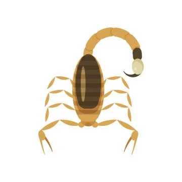 Vector flat style illustration of poisonous scorpion. Stock Illustration