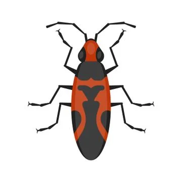 Vector flat style illustration of seed bug. Stock Illustration