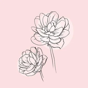 Vector floral background with two hand drawn lotuses. Illustration