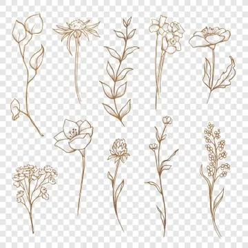 Vector floral collection. Hand drawn set Flowers and leaves. Stock Illustration