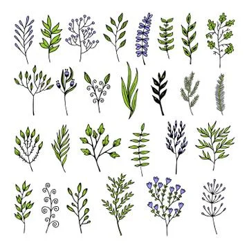 Vector floral elements in doodle style - flowers and leaves Stock Illustration