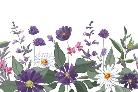 Vector floral seamless pattern, border. Chamomile, gaillardia, sage, rosemary Stock Illustration