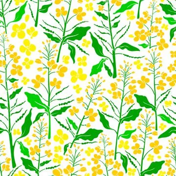 Vector floral seamless pattern. Canola set, mustard plant. Vintage green leaf 스톡 일러스트