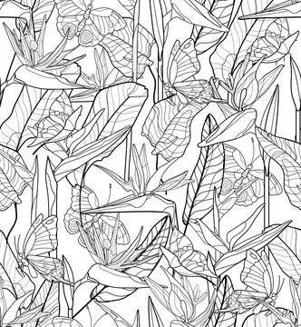 Vector floral seamless pattern with linear butterflies, exotic flowers Stock Illustration
