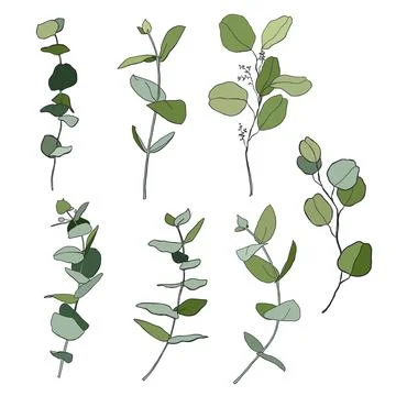 Vector floral set of eucalyptus branches with leaves and seeds. Hand painted Stock Illustration