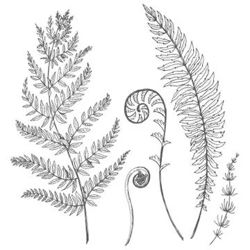 Vector floral set Stock Illustration