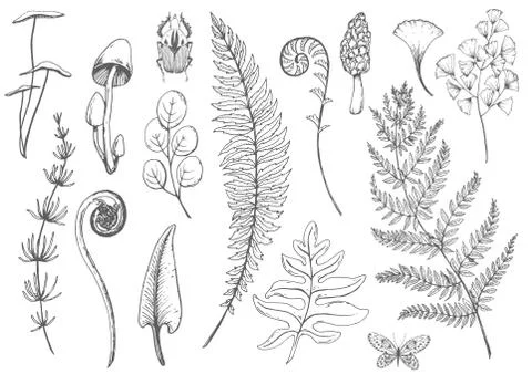 Vector floral set Stock Illustration