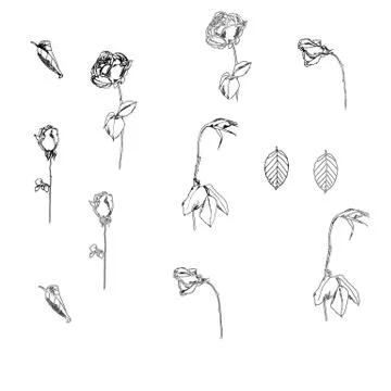 Vector floral set with peonies and leaves, flower buds. Linear vintage graphics Illustrazione stock