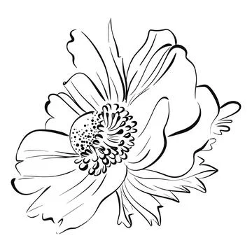 Vector flower. Anemone in graphics style. Paris springtime, romantic line Illustrazione stock