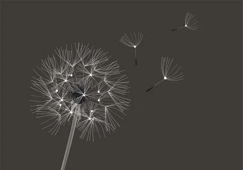 Vector Flower Dandelion Stock Illustration