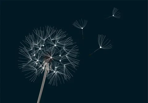 Vector Flower Dandelion Stock Illustration
