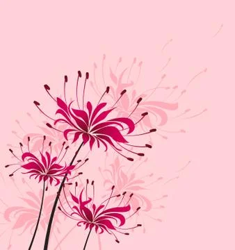 Vector flower Higanbana Stock Illustration