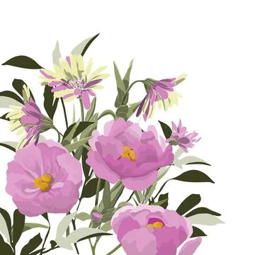 Vector flower illustration. Pink peonies on a white. Stock Illustration
