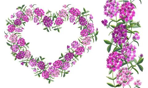 Vector flower romantic set with different phloxes on white. Stock Illustration