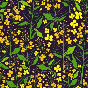 Vector flower seamless pattern. Canola set, mustard plant. Color green leaf,  Illustrazione stock