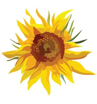 Vector flower sunflower Illustrazione stock