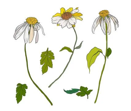 Vector flowers set of daisy and greenery. Hand painted floral illustration Stock Illustration