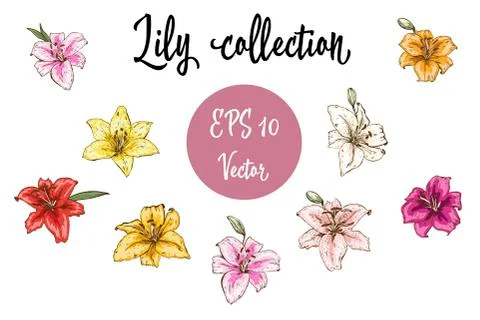 Vector flowers set of lily buds. Isolated vector illustration on white  Stock Illustration