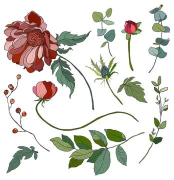 Vector flowers set of red and pink chrysanthemum. Hand painted floral Stock Illustration