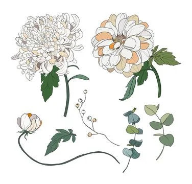 Vector flowers set of white and beige chrysanthemum. Hand painted floral Stock Illustration