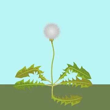 Vector fluffy white dandelion with hand drawn its green leaves on blue sky. Stockillustratie