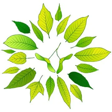 Vector frame of green leaves Stock Illustration
