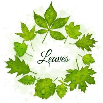 Vector frame of green leaves Stock Illustration