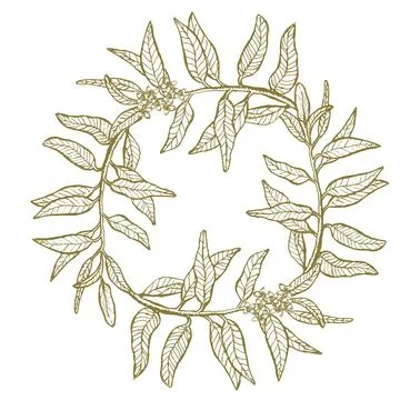 Vector frame with green olive leaves, hand drawn border in linear sketch style Illustrazione stock