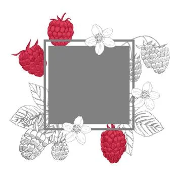 Vector frame with hand drawn  berry. Raspberry.  Sketch illustration . Illustrazione stock