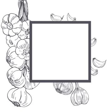 Vector frame with hand drawn  garlic. Sketch illustration Illustrazione stock