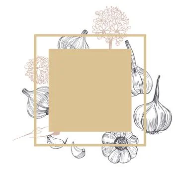 Vector frame with hand drawn  garlic. Sketch illustration Stock Illustration