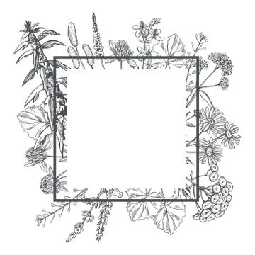 Vector frame with medicinal herbs. Stock Illustration