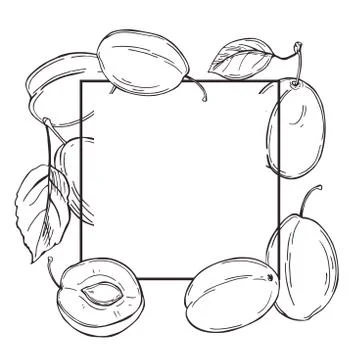 Vector frame with plums. Stock Illustration