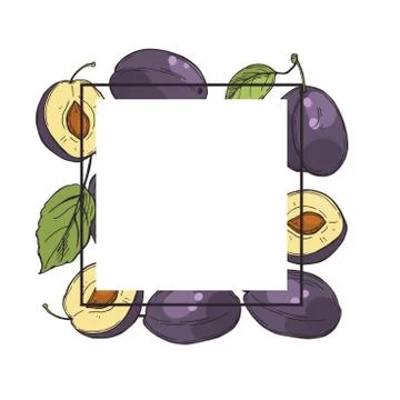 Vector frame with plums. Stock Illustration
