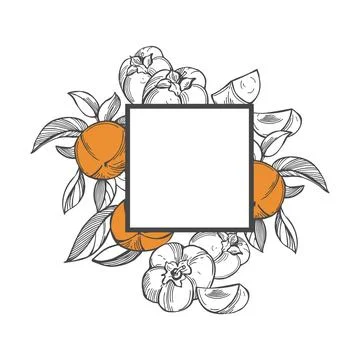 Vector frame with sketch  persimmon. Stock Illustration